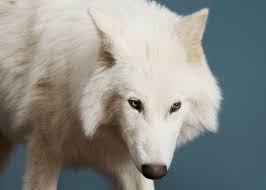Explore the mystery behind the extinction of the dire wolf &ndash; one of Ice Age&rsquo;s most formidable predators. Discover what led to its downfall, how it differed from modern wolves, and what scientists have uncovered in recent studies.